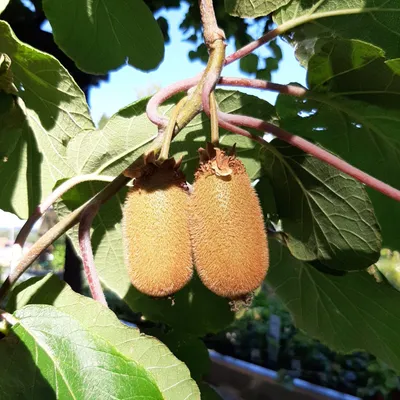 Produktbild von Jenny selbstfruchtbare Kiwi - Actinidia chinensis