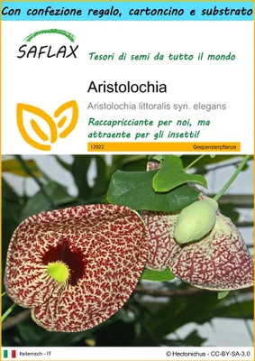 Immagine prodotto di SAFLAX Set regalo - Aristolochia - 80 semi - Aristolochia