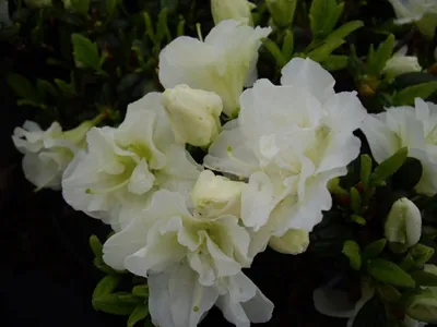 Produktbild von Japanische Azalee Schneeperle - Rhododendron obtusum Schneeperle - 25-30cm