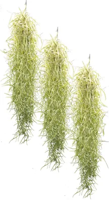 Produktbild von Tillandsien 3er Set Tillandsia usneoides, Bromeliengewächs