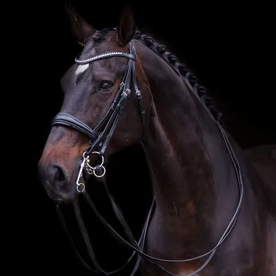 Produktbild von Imperial Riding Kandarenzaum IRHFria Black Cob