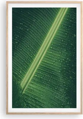 Produktbild von Gerahmtes Poster - Rahmen in heller Eiche - Makro Blatt Tropfen - 61x91,5 cm - Wand Bild - Wanddeko - Wandbilder - Kunstposter - Wandposter - Bilderrahmen - Bilder - Kunstdruck - P2NPA61x91-4372