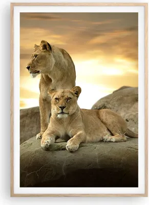 Produktbild von Gerahmtes Poster - Rahmen in heller Eiche - Löwen Sonnenuntergang Felsen Krallen - 70x100 cm - Wand Bild - Wanddeko - Wandbilder - Wandposter - Bilderrahmen - Bilder - Kunstdruck - P2NPA70x100-2958
