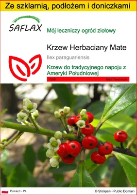 Zdjęcie produktu dla SAFLAX - Zestaw do uprawy - Krzew Herbaciany Mate - 10 Nasiona - Z mini szklarnią, podłożem uprawowym i 2 doniczkami - Ilex paraguariensis