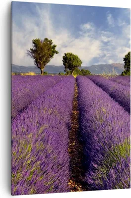 Produktbild von Bild auf Leinwand - Leinwandbild - Einteilig - Landschaft Wiese Pflanzen - 70x100cm - Wand Bild - Wanddeko - Wandbilder - Leinwanddruck - Wanddekoration - Leinwand bilder - Wandbild - PA70x100-0128