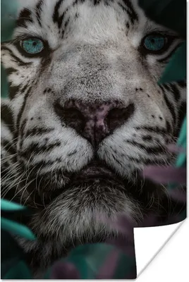 Produktbild von MuchoWow® Poster Tiger - Weiß - Dschungel 20x30 cm - Papierdruck