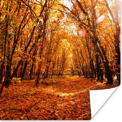 Produktbild von MuchoWow® Poster Herbst - Wald - Laub - Jahreszeiten 50x50 cm - Wohnzimmerdekoration