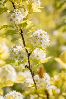 Produktbild von Physocarpus opulifolius 'Dart's Gold', gelblaubig, 40–60 cm