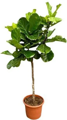 Produktbild von Geigen-Feige – Ficus Lyrata – Zimmerpflanze 210cm – Ø40cm – XXL-Designpflanze mit großen geigenförmigen Blättern – Exklusive Kübelpflanze für Wohnzimmer, Büro & Wintergarten – Pflegeleicht