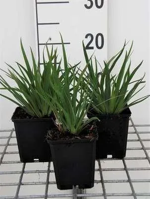 Obrázek produktu pro 6 x Sisyrinchium angustifolium - Mečík úzkolistý - květináč 9 x 9 cm