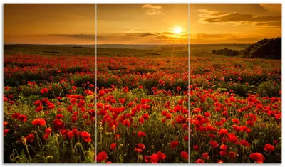 Produktbild von Wallario Herdabdeckplatte aus Glas, Größe 90 x 52 cm 3-teilig, Motiv Mohnblumenwiese bei Sonnenuntergang am Abend