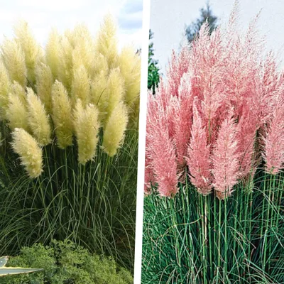 Produktbild von 2 x Cortaderia selloana Mix 1 Liter (Ziergras/Gräser/Stauden) Pampasgras in Rosa und Weiß - Stauden Gänge