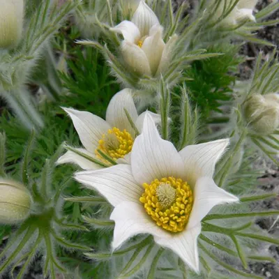 Image de 6 x Anémone blanche - Pulsatilla vulgaris 'Alba' | Pot 9 cm x 9 cm