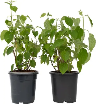 Zdjęcie produktu dla Hortensja - 2 szt - Hydrangea arborescens 'Annabelle' - W40-50cm - ⌀19cm