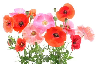 Image de 10 000 graines de mélange de coquelicots – tons rouges et roses | Fleurs d'été pour prairies fleuries | s aux abeilles et faciles d'entretien
