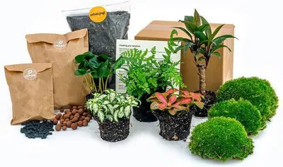 Produktbild von Flaschengarten-Set Dschungel 5 DIY Pflanzenterrarium mit Coffea Farn Palme