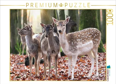 Produktbild von CALVENDO Puzzle Damwild | 1000 Teile Lege-Größe 64x48cm Foto-Puzzle für glückliche Stunden