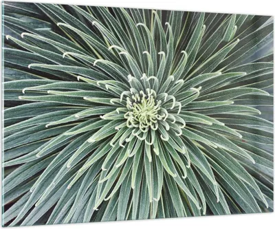 Produktbild von Bilder auf glas - Einteilig - Agave Grün Pflanze - 100x70cm - Glasbilder - Wandbilder - Bilder - zum Aufhängen bereit - Wanddekoration aus Glas - Glas Bilder - Wandbild auf Glas - GAA100x70-4905