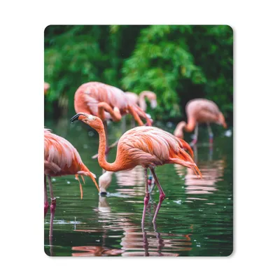 Produktbild von MuchoWow® Mauspad Mousepad Flamingo - Tropisch - Vogel - Wasser - Rosa 30x40 cm - Mousepads - Maus Mat - Pad - Mausunterlage - Mausmatten