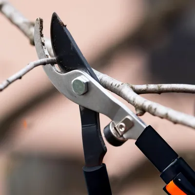 Produktbild von Teleskopische Gartenschere mit geschmiedeter rostfreier Stahlklinge und teleskopischen Aluminiumgriffen