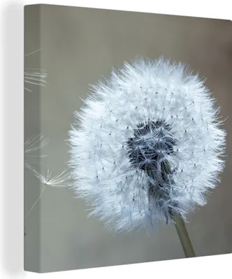 Produktbild von MuchoWow® - Leinwandbilder - Löwenzahn - Blume - Pflanze, Wandbild, Wanddeko Bilder Wohnzimmer, 20x20 cm