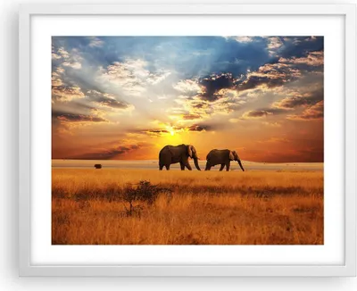 Produktbild von Gerahmtes Poster - Weißer Rahmen - Elefanten Safari Dschungel Busch - 50x40 cm - Wand Bild - Wanddeko - Wandbilder - Wandposter - Bilderrahmen - Bilder - Kunstdruck - Wandbild - P2WAA50x40-3150