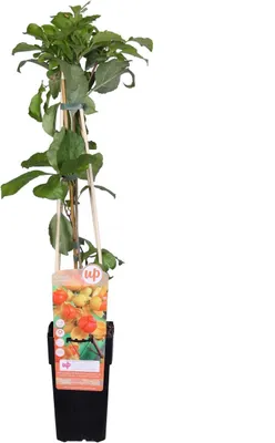 Produktbild von Rundblättriger Baumwürger Celastrus orbiculatus