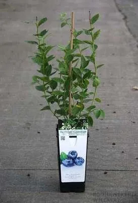 Zdjęcie produktu dla Vaccinium corymbosum 'Bluegold' - Borówka amerykańska 'Bluegold' | 25 cm w doniczce