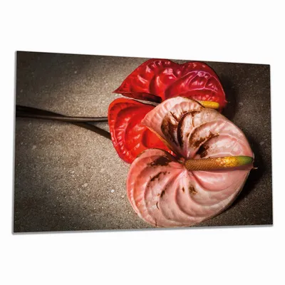 Produktbild von Wallario Herdabdeckplatte aus Glas, Größe 90 x 52 cm 1-teilig, Motiv Blüten einer Flamingoblume - Anthurie - auf schwarzem Marmor