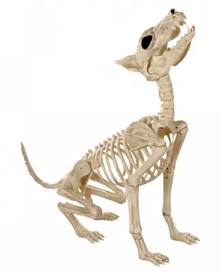 Produktbild von Werwolf Skelett als Halloween Dekoration 70cm