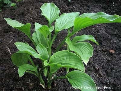 Produktbild von Funkie / Hosta Royal Standard - weiße duftende Blüte - Co. 3 L