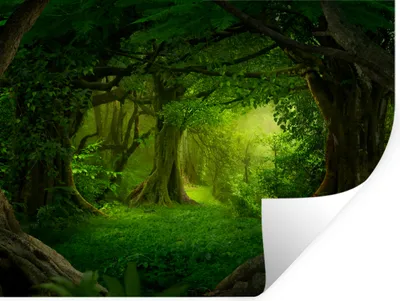 Produktbild von MuchoWow® Wandtattoo Wandsticker Wandaufkleber Bäume - Wald - Grün - Landschaft - Natur 80x60 cm Selbstklebend und Repositionierbar - Faltenfrei