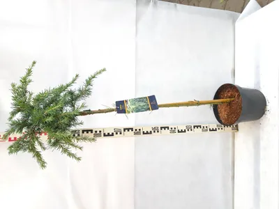 Produktbild von Cedrus deodara 'Feelin Blue' 120–150 cm Himalaya-Zeder hängend blau immergrün