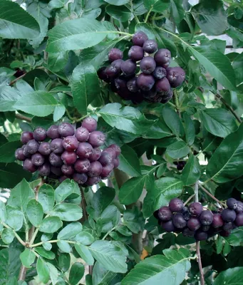Produktbild von Obstpflanzensetzling Vogelbeerbaum Likjornaja im 2-Liter-Topf