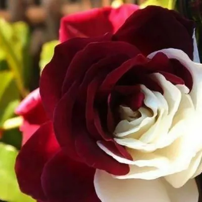 Immagine prodotto di 50 pezzi di semi di fiori di rosa rari - pianta ornamentale esclusiva per il giardino e la decorazione