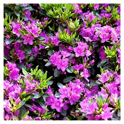Produktbild von Rhododendron obtusum 'Königstein' 20–25 cm – Winterhart, Immergrün, Mehrjährig – Japanische Azalee – Zierstrauch für Garten und Kübel
