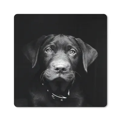 Produktbild von MuchoWow® Mauspad Mousepad Tierprofil Hund in schwarz und weiß 20x20 cm - Mousepads - Maus Mat - Pad - Mausunterlage - Desk Mat - Bureauartikeln