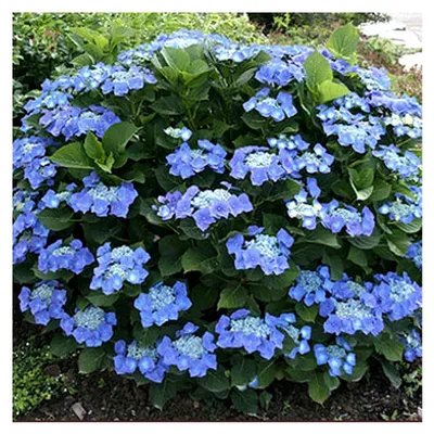Produktbild von Hortensie Teller Blue - Blaue Tellerhortensie mit Lacecap-Blüten - Gartenpflanze für sauren Boden