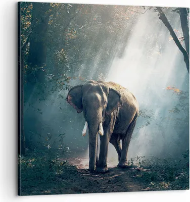 Produktbild von Bild auf Leinwand - Leinwandbild - elefant natur - 60x60cm - Wand Bild - Wanddeko - Wandbilder - Leinwanddruck - Bilder - Kunstdruck - Wanddekoration - Leinwand bilder - Wandkunst - AC60x60-3972