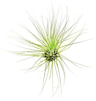 Obrázek produktu pro Gardners Tillandsia argentea (fuchsii)