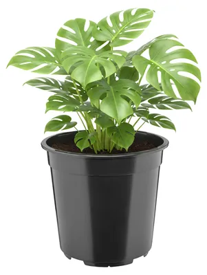 Produktbild von Garronda Hoher runder Kunststoff-Pflanztopf mit Drainagelöchern (Schwarz, Ø 24 x 22 cm, 7 L) GD-KW-RH