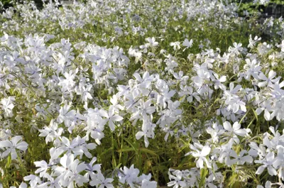 Produktbild von Phlox divaricata 'White Perfume', Duft-Phlox, weiß, ca. 9x9 cm Topf