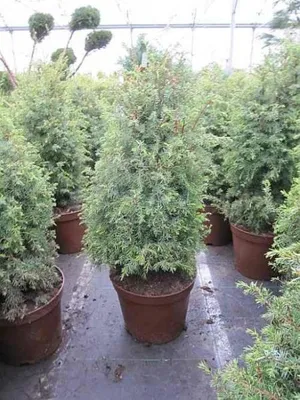Produktbild von Gesunder Heidewacholder Excelsa - Juniperus communis - Wacholderbeere - 40-60cm