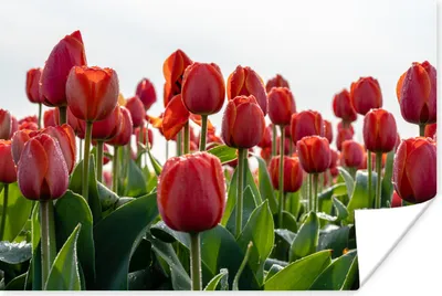 Produktbild von MuchoWow® Poster Ein Gebiet mit roten Tulpen in den Niederlanden 120x80 cm - Bilder