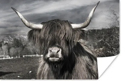 Produktbild von MuchoWow® Poster Schottischer Highlander - Tiere - Hörner 60x40 cm - Schlafzimmerdekoration