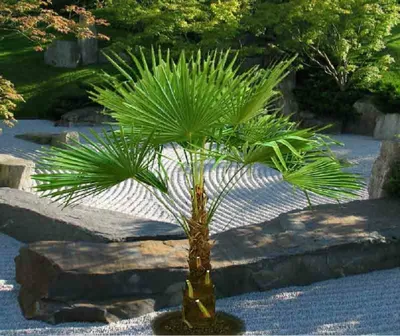 A small palm tree is planted in a zen garden with raked gravel and large rocks.