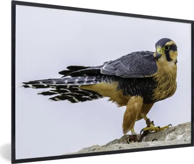 Produktbild von MuchoWow® MuchoWow® Gerahmtes Poster Wanderfalke - Vogel - Tiere 60x40 cm - Poster mit zchwarzem Bilderrahmen - Printing - Wanddeko Schlafzimmer