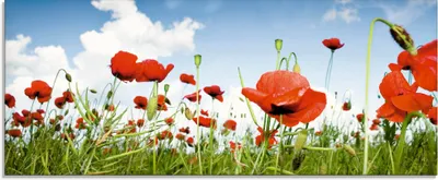Produktbild von ARTland Glasbild Feld mit Mohnblumen unter Himmel Größe: 125x50 cm