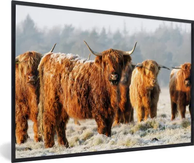Produktbild von MuchoWow® Gerahmtes Poster Schottische Highlander - Schnee - Wald 90x60 cm - Poster mit Schwarzem Bilderrahmen Wandposter Rahmen Foto Bilder - Fotorahmen - Foto-Plakat