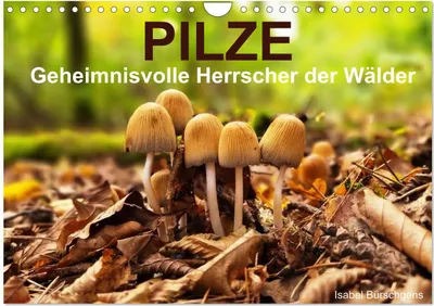 Produktbild von Pilze - Geheimnisvolle Herrscher der Wälder (Wandkalender 2027 DIN A4 quer), CALVENDO Monatskalender